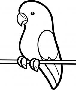 parakeet