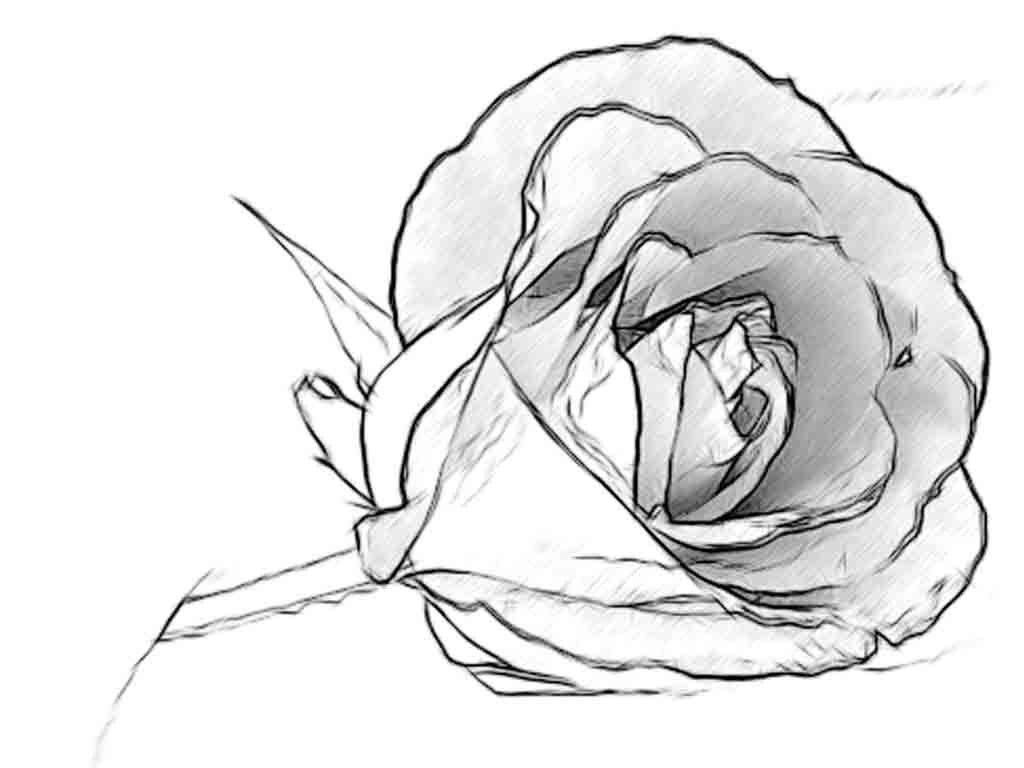 Rose+Flowers+Art+Gallery+for+Drawing+Ideas1