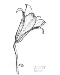 distance learning sketch