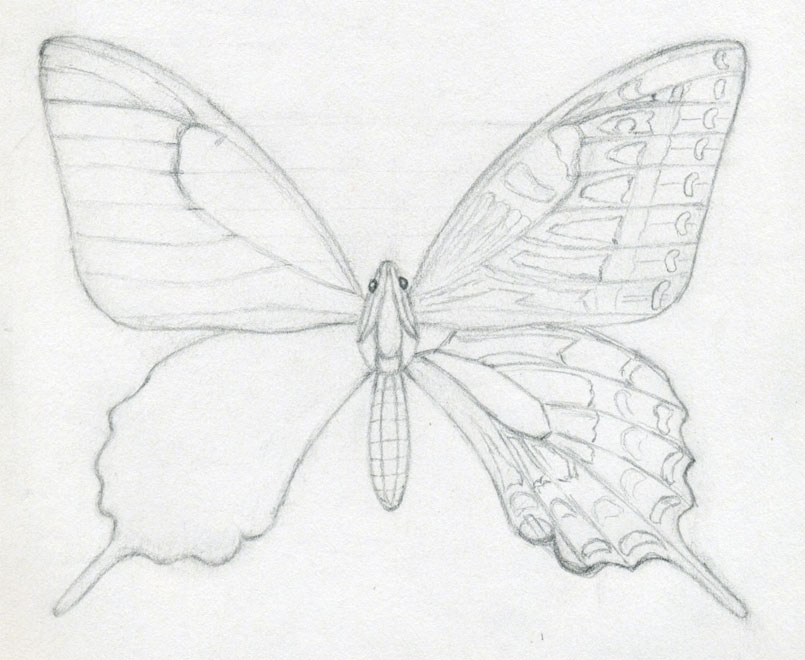 how to draw a butterfly07