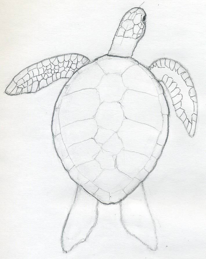 how to draw a turtle04