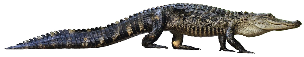 picture dictionary dp