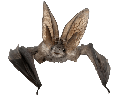 Bat