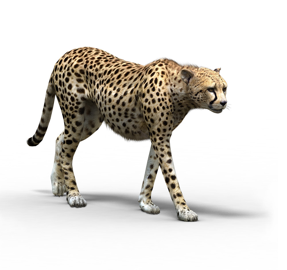 Cheetah