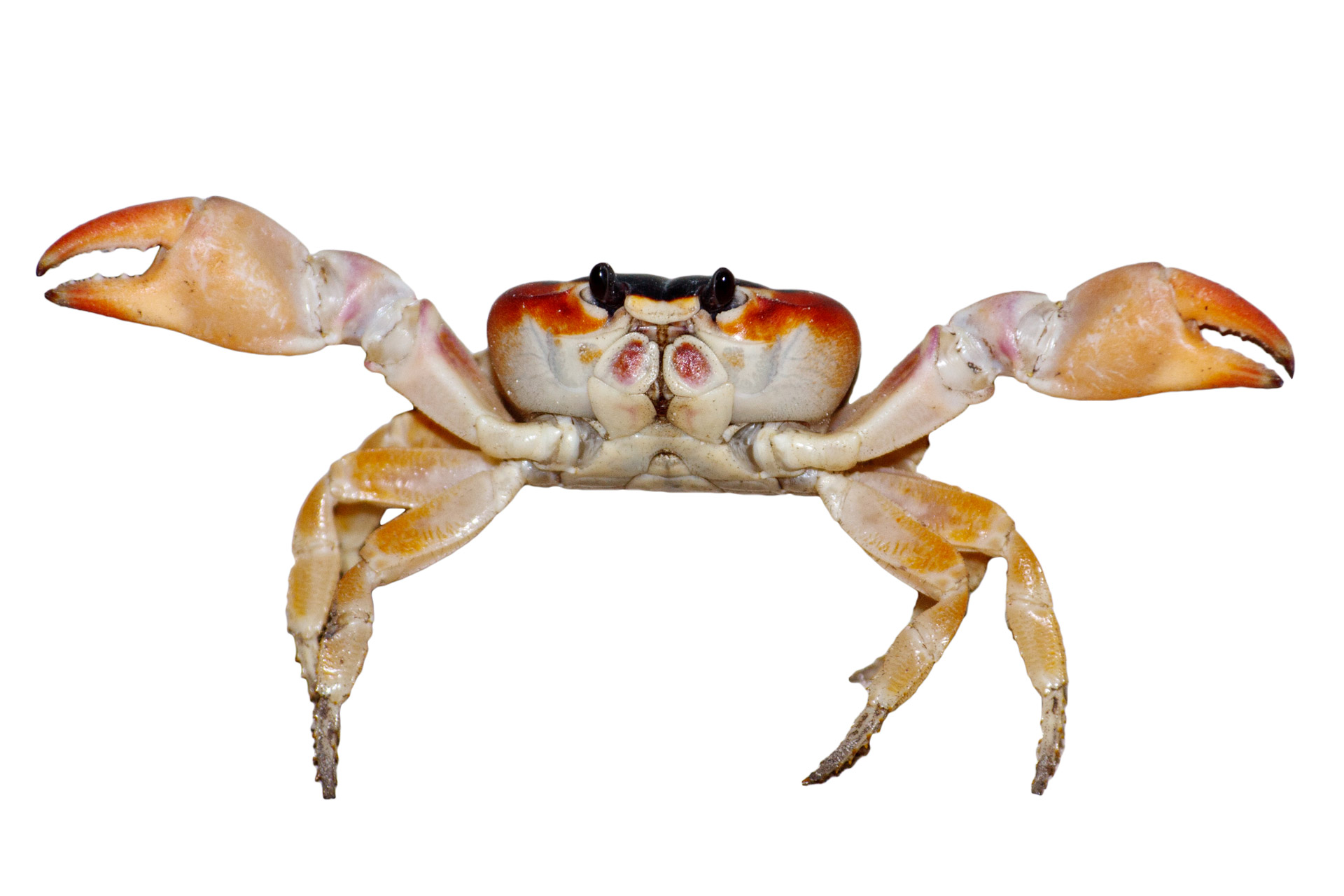 Crab