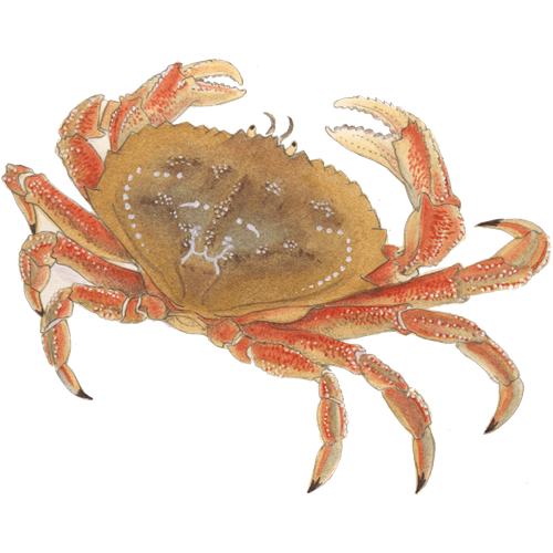 Crab