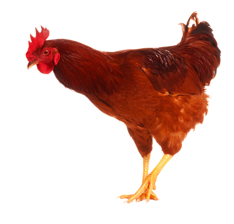 Hen