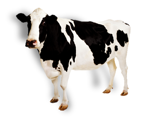 cow