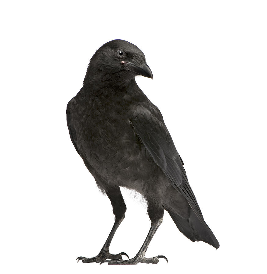 crow