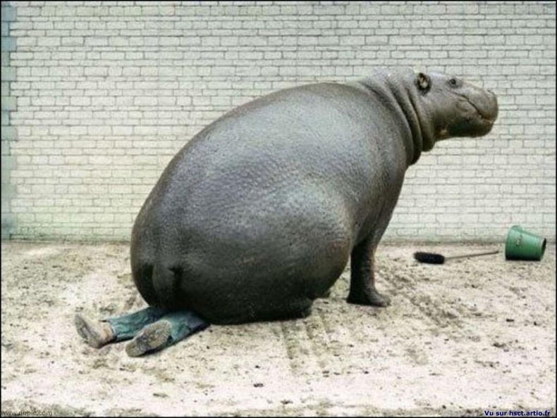 Funny-Danerous-Hippopotamus-Picture.jpg
