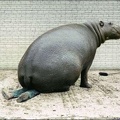 Funny-Danerous-Hippopotamus-Picture