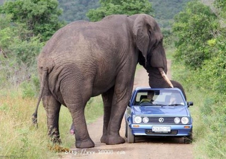 Funny-Dangerous-Elephant-Picture.jpg