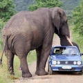 Funny-Dangerous-Elephant-Picture