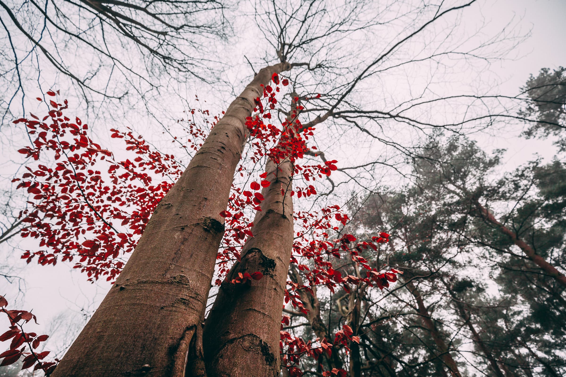 thom holmes 5S1O3F 3hus unsplash